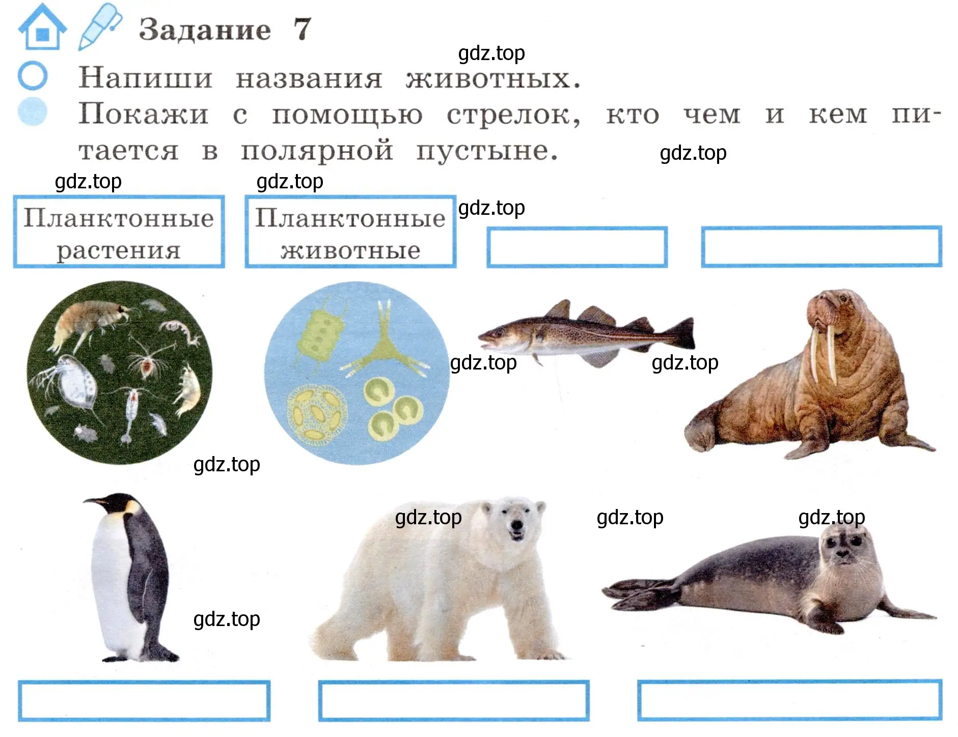 Условие номер 7 (страница 33) гдз по окружающему миру 4 класс Вахрушев, Зорин, рабочая тетрадь 1 часть