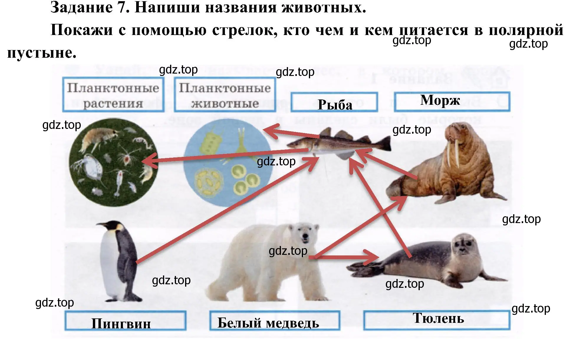 Решение номер 7 (страница 33) гдз по окружающему миру 4 класс Вахрушев, Зорин, рабочая тетрадь 1 часть