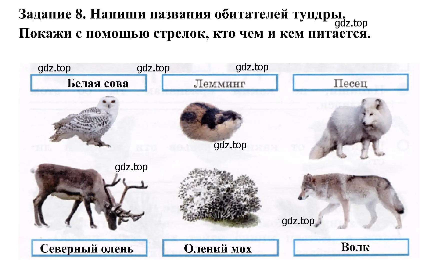 Решение номер 8 (страница 33) гдз по окружающему миру 4 класс Вахрушев, Зорин, рабочая тетрадь 1 часть