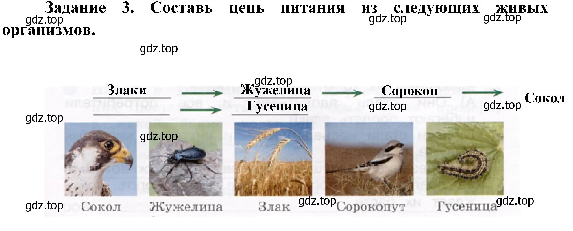 Решение номер 3 (страница 51) гдз по окружающему миру 4 класс Вахрушев, Зорин, рабочая тетрадь 1 часть