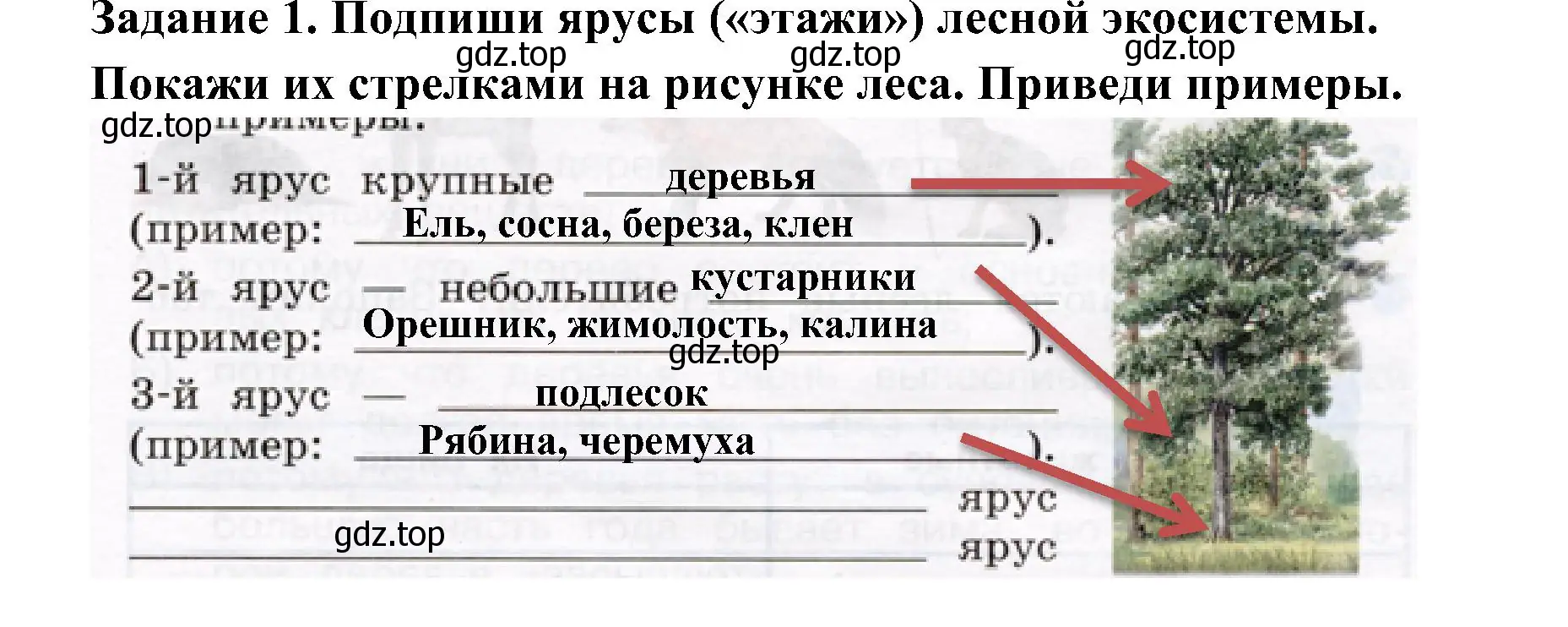 Решение номер 1 (страница 53) гдз по окружающему миру 4 класс Вахрушев, Зорин, рабочая тетрадь 1 часть