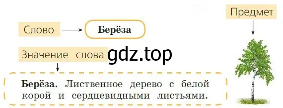 Что же обозначает слово берёза? Прочитайте толкование значения этого слова.