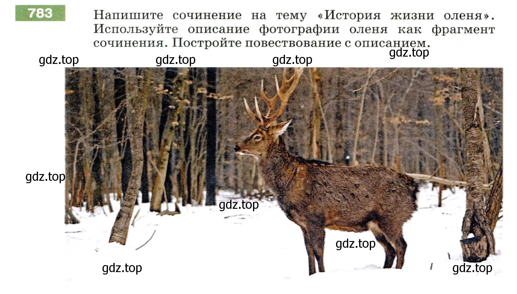 Условие номер 783 (страница 134) гдз по русскому языку 5 класс Разумовская, Львова, учебник 2 часть