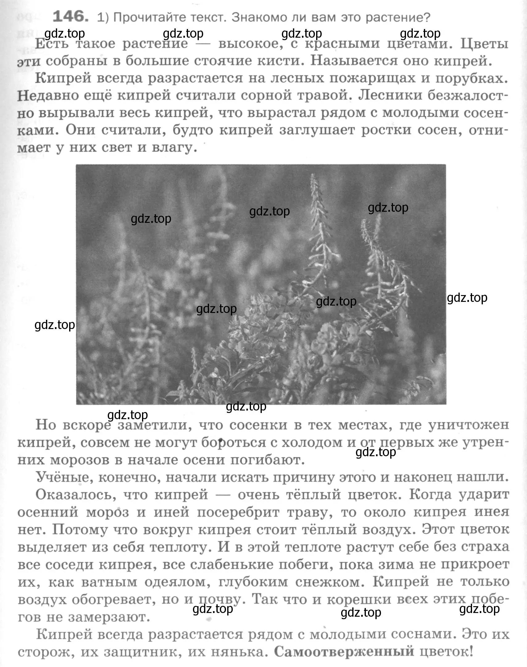 Условие номер 146 (страница 217) гдз по русскому языку 5 класс Шмелев, Флоренская, учебник 1 часть