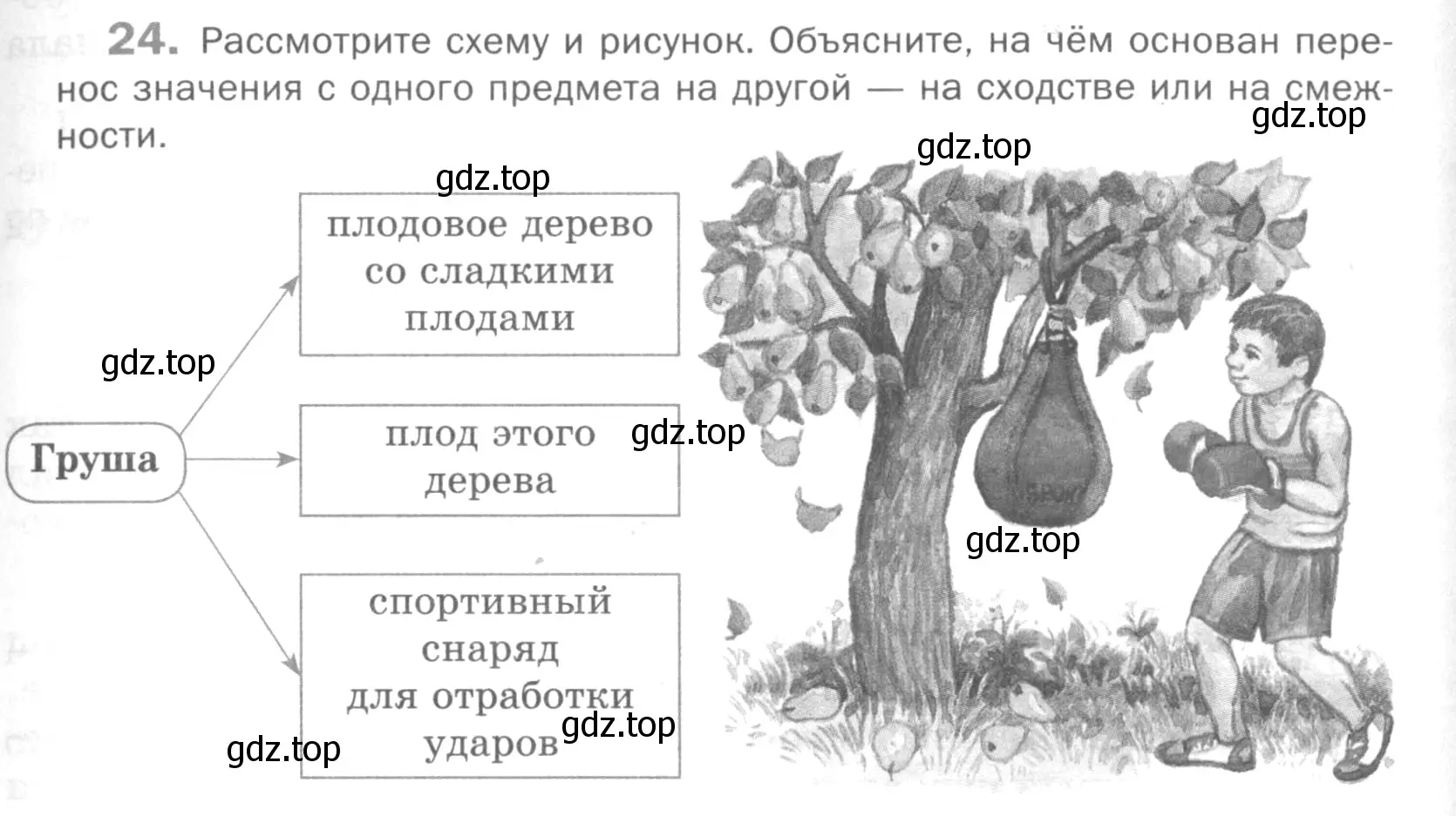 Условие номер 24 (страница 243) гдз по русскому языку 5 класс Шмелев, Флоренская, учебник 1 часть